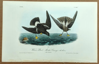 Audubon Octavo Print – Wilson's Petrel - Mother Carey's chicken - Plate 460, 1st Edition