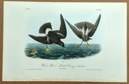Audubon Octavo Print – Wilson's Petrel - Mother Carey's chicken - Plate 460, 1st Edition