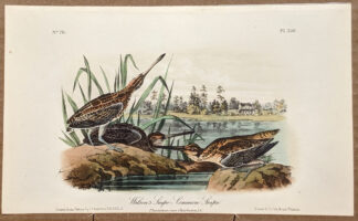 Audubon Octavo Print – Wilson's Snipe - Common Snipe - Plate 350, 2nd Edition