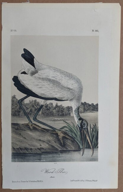 Original Wood Ibis occtavo print from John J Audubon Birds of America