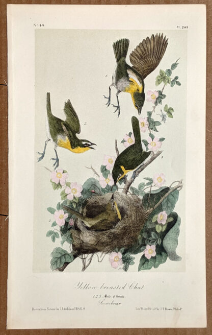 Audubon Octavo Print – Yellow-breasted Chat - Plate 244, 2nd Edition