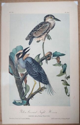 Second edition Audubon Octavo Print of the Yellow Crowned Night Heron