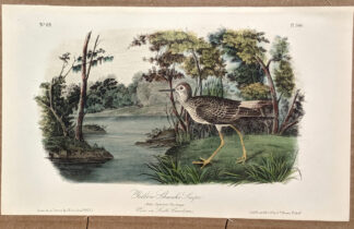 Audubon Octavo Print – Yellow Shanks Snipe - Plate 344, 2nd Edition