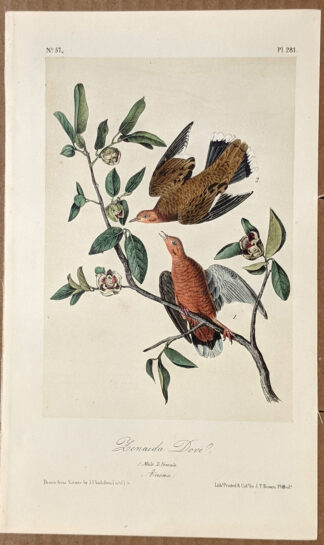 Audubon Octavo Print – Zenaida Dove - Plate 281, 2nd Edition