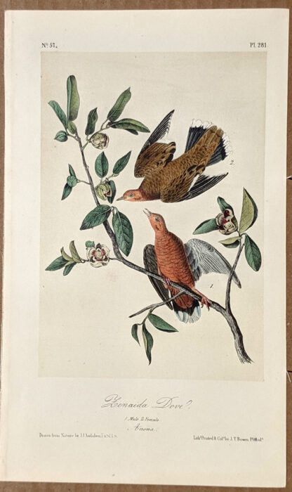 Audubon Octavo Print – Zenaida Dove - Plate 281, 2nd Edition
