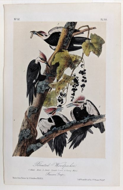 Royal Octavo print of the Pileated Woodpecker, plate 257, by Audubon