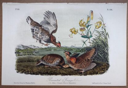 Audubon Octavo Pinnated Grouse, plate 296