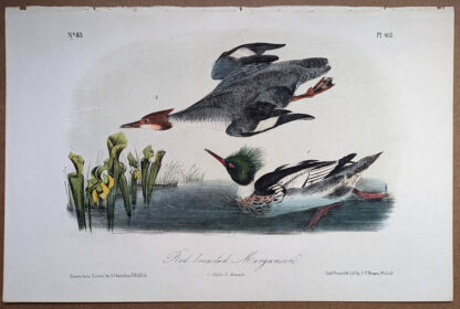 Audubon Octavo Red Breasted Merganser, plate 412