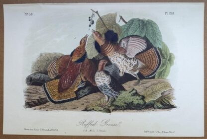 Audubon Octavo Ruffed Grouse, 3rd edition, plate 293