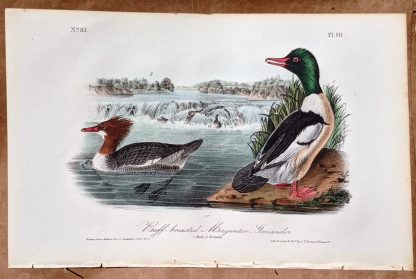 Audubon Octavo print, original Buff Breasted Merganser Goosander, Plate 411