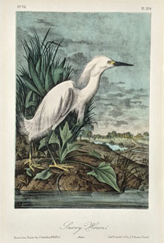 Audubon - Original Octavo Edition - Birds of America