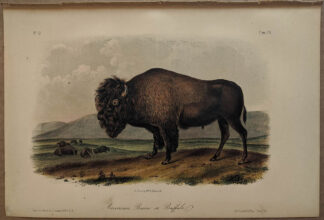 Original American Bison Buffalo lithograph by John J Audubon
