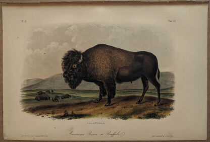 Original American Bison Buffalo lithograph by John J Audubon