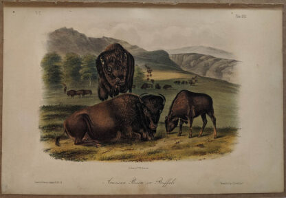 Original American Bison Buffalo lithograph by John J Audubon