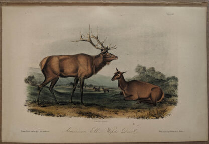 Original American Elk lithograph by John J Audubon