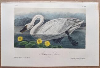Original American Swan lithograph by John J Audubon