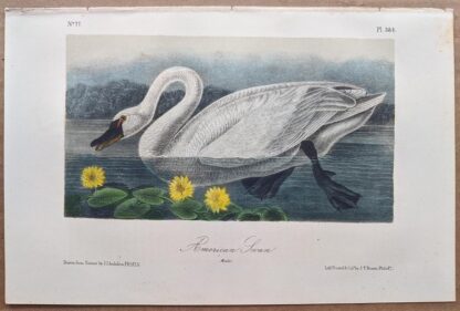 Original American Swan lithograph by John J Audubon