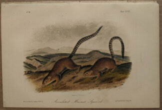 Original Annulated Marmot Squirrel lithograph by John J Audubon