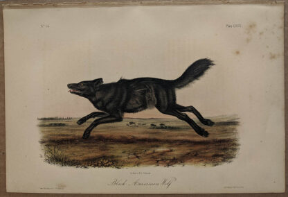 Original Black AMerican Wolf lithograph by John J Audubon