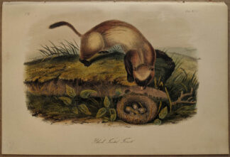 Original Black Footed Ferret lithograph by John J Audubon