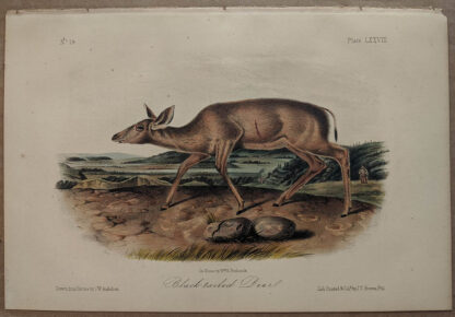 Original Black Tailed Deer lithograph by John J Audubon