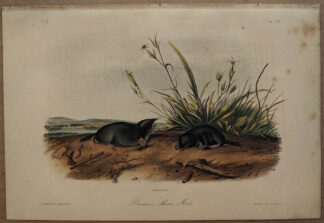 Original Brewers Shrew Mole lithograph by John J Audubon
