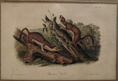 Original Bridled Weasel lithograph by John J Audubon