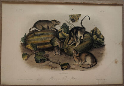 Original Brown Norway Rat lithograph by John J Audubon