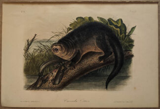 Original Canada Otter lithograph by John J Audubon