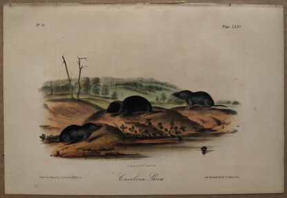 Original Carolina Shrew lithograph by John J Audubon