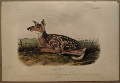 Original Common American Deer lithograph by John J Audubon