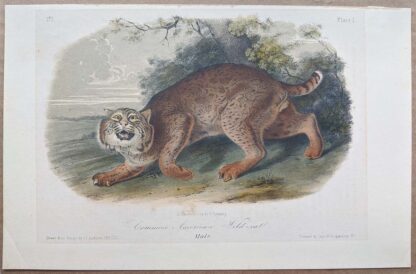 Original Common American Wild-cat lithograph by John J Audubon
