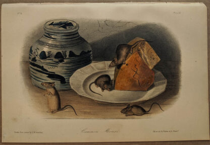 Original Common Mouse lithograph by John J Audubon