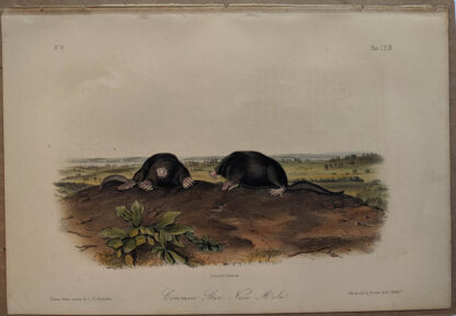 Original Common Star Nose Mole lithograph by John J Audubon