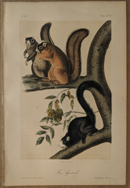 Original Fox Squirrel lithograph by John J Audubon