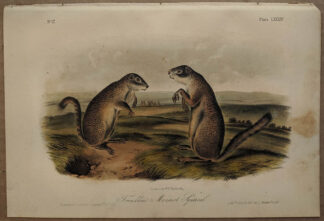 Original Franklin's Marmot Squirrel lithograph by John J Audubon