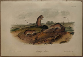 Original Jumping Mouse lithograph by John J Audubon