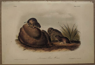 Original LeConte's Pine Mouse lithograph by John J Audubon