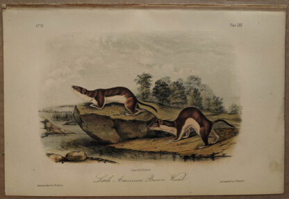 Original Little American Brown Weasel Mouse lithograph by John J Audubon