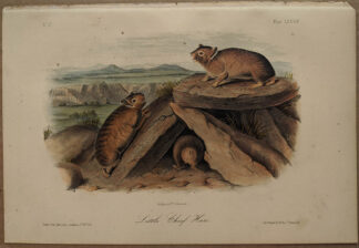 Original Little Chief Hare lithograph by John J Audubon