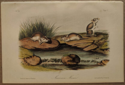 Original Missouri Mouse lithograph by John J Audubon