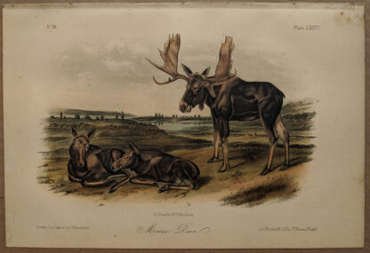 Original Moose Deer lithograph by John J Audubon