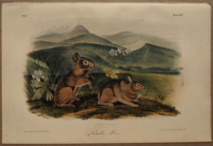 Original Nuttall's Hare lithograph by John J Audubon