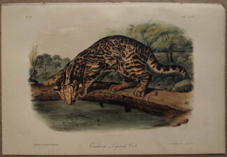 Original Ocelot Leopard Cat lithograph by John J Audubon