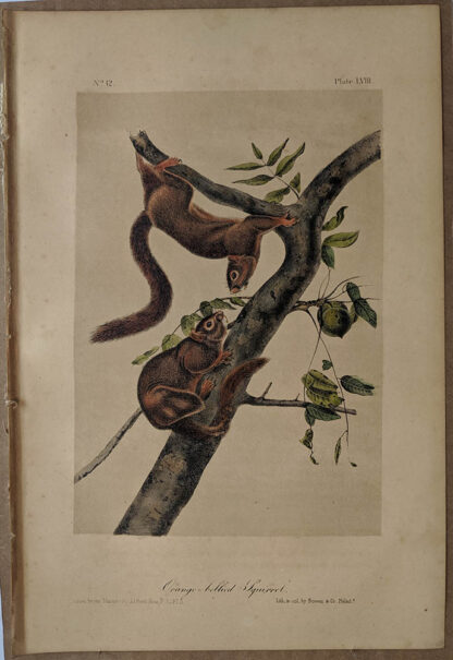 Original Orange Bellied Squirrel lithograph by John J Audubon