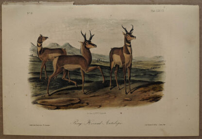 Original Prong Horned Antelope lithograph by John J Audubon