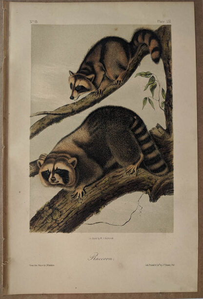 Original Raccoon lithograph by John J Audubon