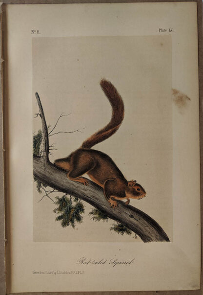 Original Red Tailed Squirrel lithograph by John J Audubon