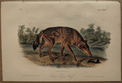 Original Red Texan Wolf lithograph by John J Audubon