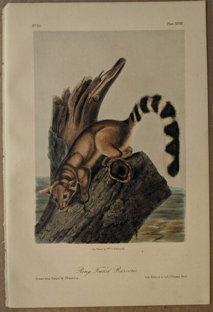 Original Ring Tailed Bassaris lithograph by John J Audubon